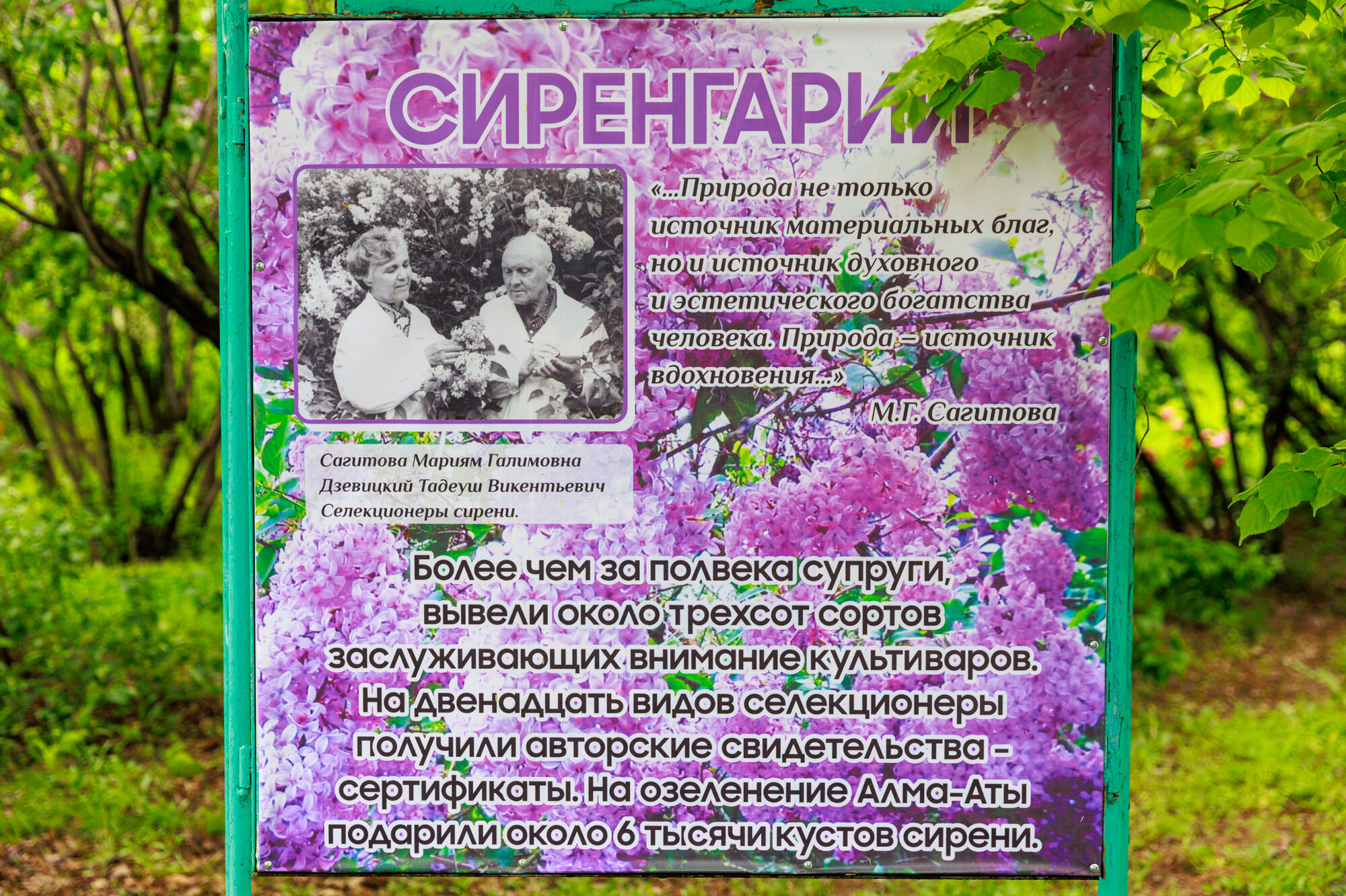 Сиреневый праздник – Фото №3