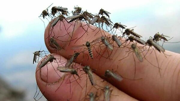 Ктырь в помощь