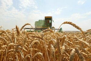Казахстан планирует увеличить поставки мяса и пшеницы в Европу через Россию