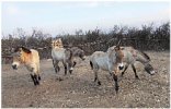 Одичать, чтобы выжить