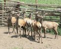 Как расстаются с рогами