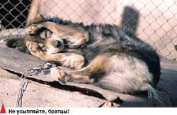 Собаке - собачья жизнь?