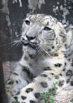 Снежный символ