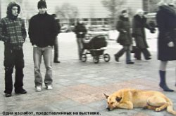 Бездомная любовь