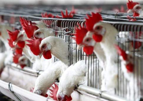 Казахстан снял временные ограничения на поставки продукции с двух российских птицеводческих предприятий