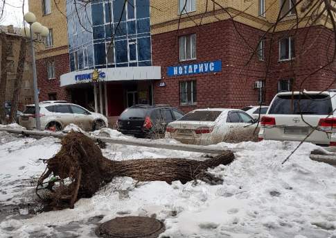 Когда деревья были гнилыми