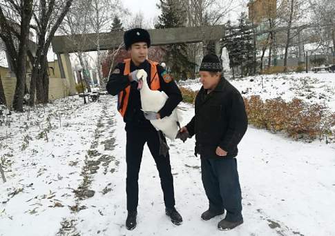 Два замёрзших гуся