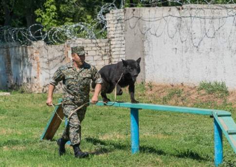 Твоё собачье дело