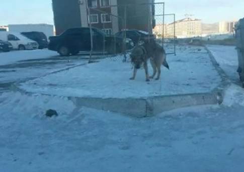 Фейк волка