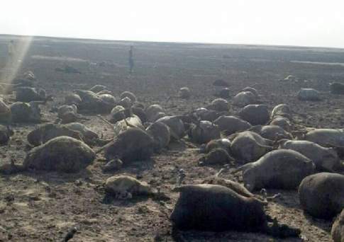 Смертельный разряд в степи