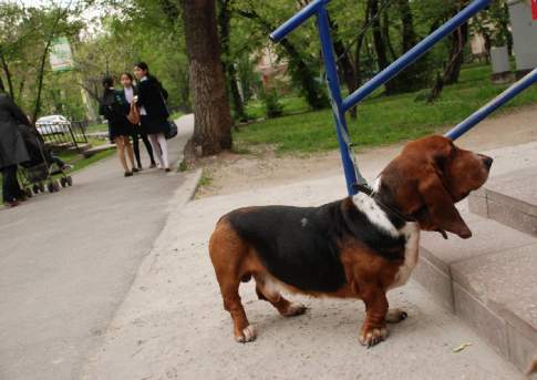Ну и пёс с ними?