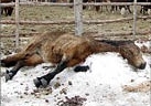 Аким не подвинется?