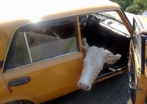 Взяли за вымя