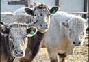 Такая корова нужна самому